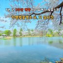 낙동강변로4-65 | 단 2주만 개방하는 숨겨진 가평 벚꽃명소 청평가볼만한곳 내수면연구소