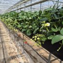 위팜 | 창원 아이랑 나들이 🍓내가지위팜 딸기체험 200% 즐기기