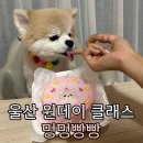 멍멍빵빵 이미지