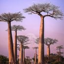 바오바브(baobab)