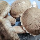 농업회사법인 (주)우리들 이미지