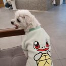 24시 더블유 동물의료센터 이미지