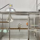 아마조나 | BC-301새장 아마조나 앵무새 연구소 맞춤 횃대 설치 후기! (부빙가 횃대)