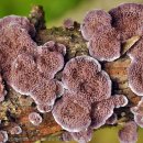 버섯도감 - 주름버섯綱 - 구멍장이버섯目 - 구멍장이버섯科 - 옷솔버섯 이미지
