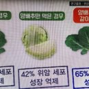 화정채소