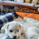 와우펫마트 이미지