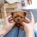 유앤미펫 고양이분양 강아지분양 인천본점 이미지