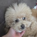 룰루랄라 애견미용실 이미지