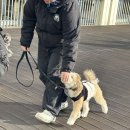 블루 독 스쿨 이미지