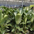 예삐마켓 이미지