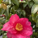 하귤소담 이미지