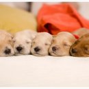 행복한동물병원 이미지