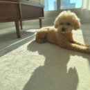 올데이펫 이미지