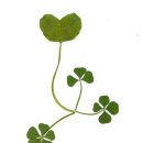 한잎클로버 이미지