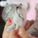 데본냥이 이미지