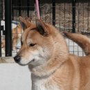 시바견 전문 가도켄넬 이미지