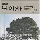 차향 이미지