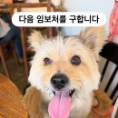 이지의 임보 급구 이미지