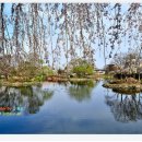 영산 연지 이미지