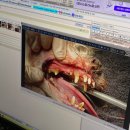 스타동물의료센터 | 성남 노견 강아지 호흡 마취 스케일링 잘하는 곳 스타동물의료센터 후기