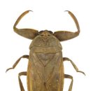 산림청 선정 6월의 곤충(물장군) 이미지