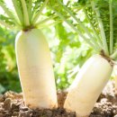 모아식품 이미지