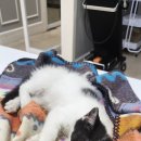 최종주동물병원 이미지