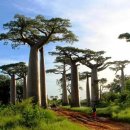 바오밥나무 이미지