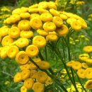 들국화악단 이미지