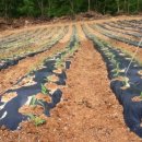 대형농장2호 이미지