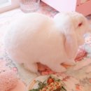 버니키스 | 바니레이스 소동물 펫페어 6회 참가 후기