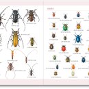[보리 새책] 세밀화로 그린 보리 어린이 딱정벌레 도감 이미지