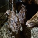 쌍둥이축산2 이미지