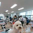 즐거운 애견미용 이미지