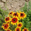 금오게이트볼장 이미지