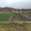 조양농원 이미지