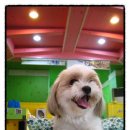 애니펫살롱 이미지