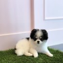 몽몽샵 이미지