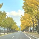 (주)은행나무 | 경주 11월가볼만한곳 | 이번주 절정 가을 단풍명소 통일전 은행나무길 실시간 데이트 후기