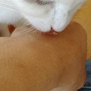 하늘을 걷는 고양이 카페 이미지