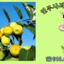 날라리방제