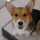 두젠틀(DOGENTLE) 이미지