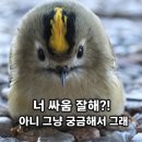 장뼈다구 | SSG랜더스 직관 으쓱이존 1N블럭 N열 2~6번시야 / 대참사 후기, 10대 1 패배에도 웃고 온 이유
