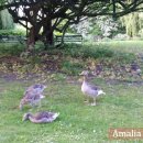 정아네호프 이미지