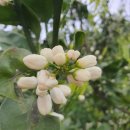 온평동로 이미지