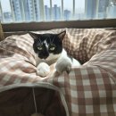퓨리 컴퍼니 | 청주 야옹멍멍 페스티벌 다녀온 고양이 집사 후기_웃픈 경품 당첨