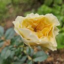 베아트리체 이미지