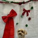 댕댕뷰티 이미지