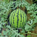 광성농장 이미지