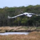 두루미네 이미지